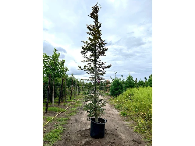 2x rode beuk, fagus 'atropunicea', geveerd, roodbladig, ca. 5 m hoog - afbeelding 2 van  3
