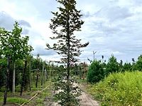 2x rode beuk, fagus 'atropunicea', geveerd, roodbladig, ca. 5 m hoog - afbeelding 2 van  3