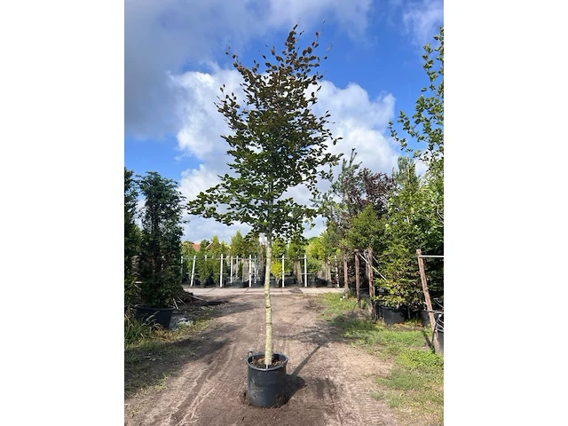 2x rode beuk, fagus 'atropunicea', hoogstam, roodbladig, ca. 5-6 m hoog - afbeelding 1 van  3