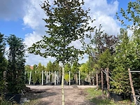 2x rode beuk, fagus 'atropunicea', hoogstam, roodbladig, ca. 5-6 m hoog