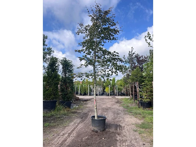 2x rode beuk, fagus 'atropunicea', hoogstam, roodbladig, ca. 5-6 m hoog - afbeelding 2 van  3