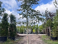 2x rode beuk, fagus 'atropunicea', hoogstam, roodbladig, ca. 5-6 m hoog - afbeelding 2 van  3