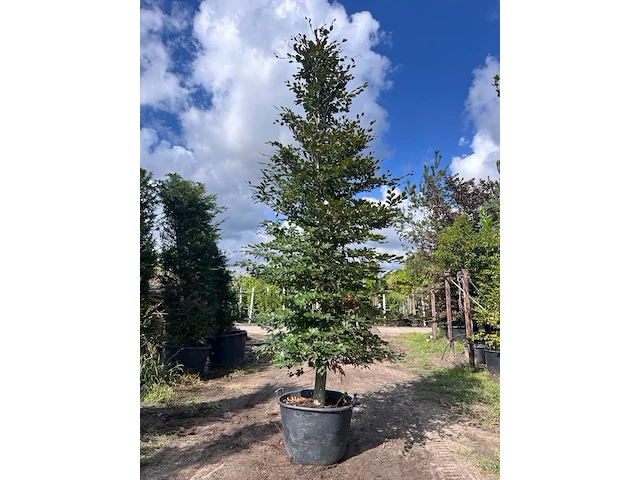 2x rode beuk, fagus 'atropunicea', zuilvorm, roodbladig, ca. 5 m hoog - afbeelding 1 van  3