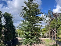 2x rode beuk, fagus 'atropunicea', zuilvorm, roodbladig, ca. 5 m hoog