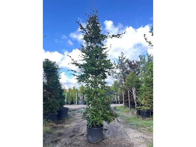2x rode beuk, fagus 'atropunicea', zuilvorm, roodbladig, ca. 5 m hoog - afbeelding 2 van  3