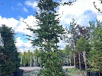 2x rode beuk, fagus 'atropunicea', zuilvorm, roodbladig, ca. 5 m hoog - afbeelding 2 van  3