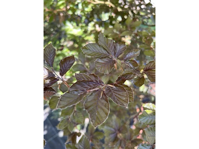 2x rode beuk, fagus 'atropunicea', zuilvorm, roodbladig, ca. 5 m hoog - afbeelding 3 van  3