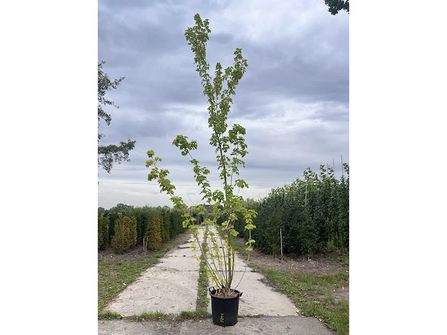 2x rode esdoorn, acer rubrum, meerstammig, ca. 200-250 cm hoog - afbeelding 1 van  2