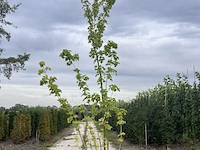 2x rode esdoorn, acer rubrum, meerstammig, ca. 200-250 cm hoog