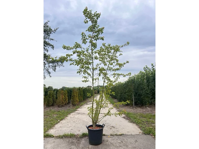 2x rode esdoorn, acer rubrum, meerstammig, ca. 200-250 cm hoog - afbeelding 2 van  2