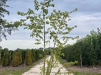 2x rode esdoorn, acer rubrum, meerstammig, ca. 200-250 cm hoog - afbeelding 2 van  2