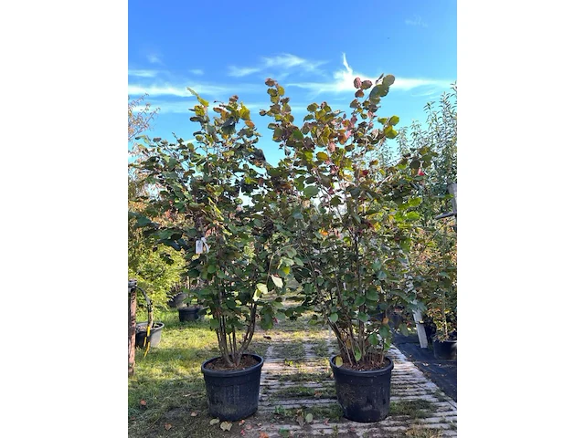 2x rode hazelaar, corylus 'purpurea', sierheester, roodbladig, ca. 200-250 cm hoog - afbeelding 1 van  1