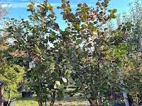 2x rode hazelaar, corylus 'purpurea', sierheester, roodbladig, ca. 200-250 cm hoog
