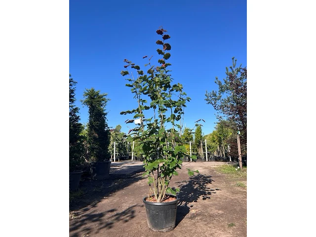 2x rode hazelaar, corylus 'purpurea', sierheester, roodbladig, ca. 225 cm hoog - afbeelding 1 van  2