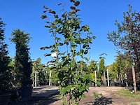 2x rode hazelaar, corylus 'purpurea', sierheester, roodbladig, ca. 225 cm hoog