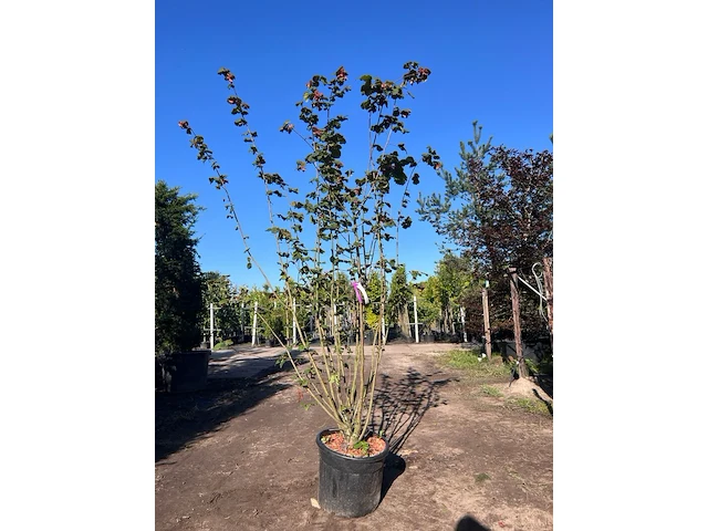 2x rode hazelaar, corylus 'purpurea', sierheester, roodbladig, ca. 225 cm hoog - afbeelding 2 van  2