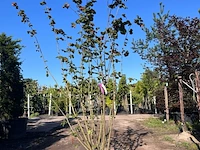 2x rode hazelaar, corylus 'purpurea', sierheester, roodbladig, ca. 225 cm hoog - afbeelding 2 van  2