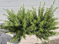 2x rozemarijn - rosmarinus officinalis - hoogte ca. 30 cm - afbeelding 4 van  4