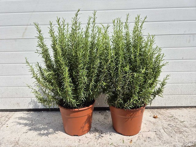 2x rozemarijn - rosmarinus officinalis - hoogte ca. 30 cm - afbeelding 3 van  4