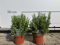 2x rozemarijn - rosmarinus officinalis - hoogte ca. 30 cm - afbeelding 2 van  5