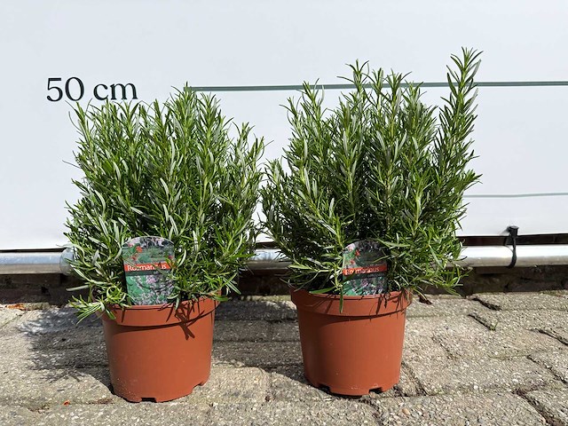 2x rozemarijn - rosmarinus officinalis - hoogte ca. 40 cm - afbeelding 1 van  5