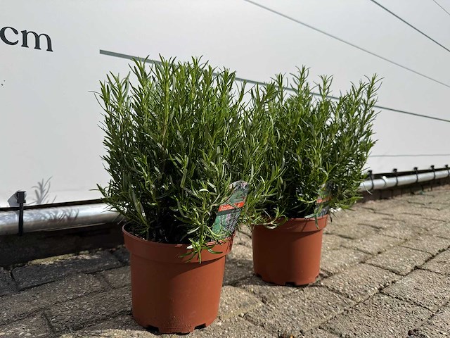 2x rozemarijn - rosmarinus officinalis - hoogte ca. 40 cm - afbeelding 4 van  5
