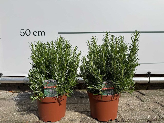 2x rozemarijn - rosmarinus officinalis - hoogte ca. 40 cm - afbeelding 2 van  4