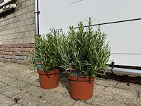2x rozemarijn - rosmarinus officinalis - hoogte ca. 40 cm - afbeelding 3 van  4