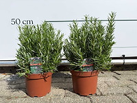 2x rozemarijn - rosmarinus officinalis - hoogte ca. 40 cm - afbeelding 1 van  5