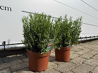 2x rozemarijn - rosmarinus officinalis - hoogte ca. 40 cm - afbeelding 4 van  5