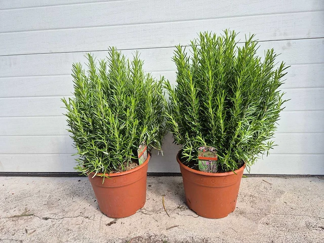 2x rozemarijn - rosmarinus officinalis - hoogte ca. 50 cm - afbeelding 1 van  2