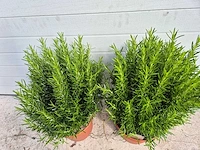 2x rozemarijn - rosmarinus officinalis - hoogte ca. 50 cm - afbeelding 2 van  2