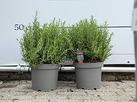 2x rozemarijn xl - rosmarinus officinalis - hoogte ca. 50 cm - afbeelding 1 van  2