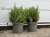 2x rozemarijn xl - rosmarinus officinalis - hoogte ca. 50 cm - afbeelding 2 van  2
