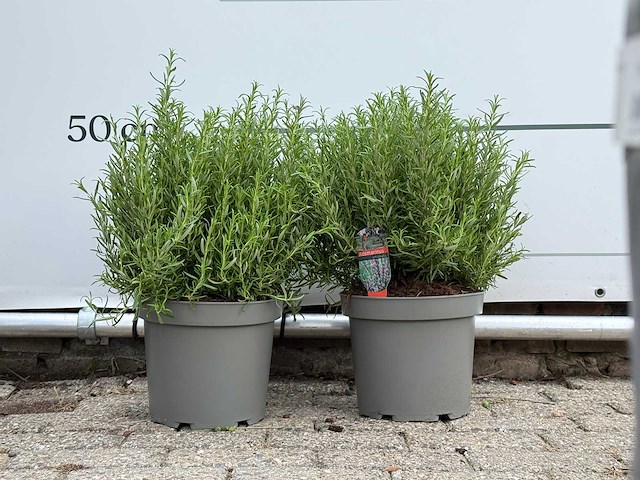 2x rozemarijn xl - rosmarinus officinalis - hoogte ca. 50 cm - afbeelding 1 van  3
