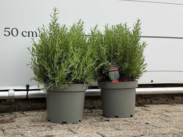 2x rozemarijn xl - rosmarinus officinalis - hoogte ca. 50 cm - afbeelding 2 van  3