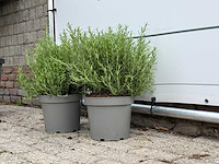 2x rozemarijn xl - rosmarinus officinalis - hoogte ca. 50 cm - afbeelding 3 van  3