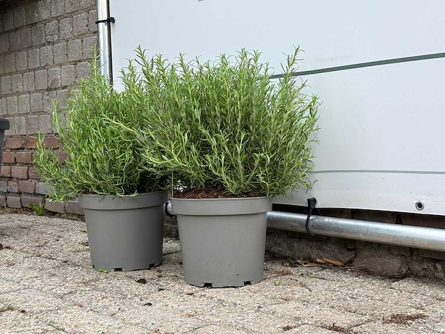 2x rozemarijn xl - rosmarinus officinalis - hoogte ca. 50 cm - afbeelding 1 van  1