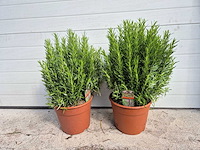 2x rozemarijn xl - rosmarinus officinalis - hoogte ca. 50 cm - afbeelding 1 van  2