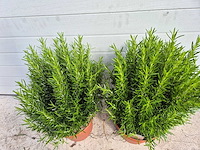 2x rozemarijn xl - rosmarinus officinalis - hoogte ca. 50 cm - afbeelding 2 van  2