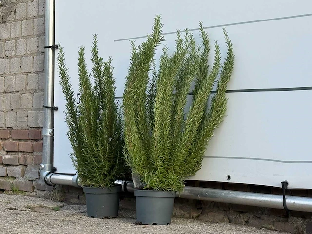 2x rozemarijn xl - rosmarinus officinalis - hoogte ca. 70 cm - afbeelding 2 van  3
