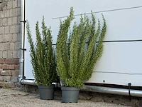 2x rozemarijn xl - rosmarinus officinalis - hoogte ca. 70 cm - afbeelding 2 van  3