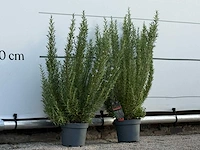 2x rozemarijn xl - rosmarinus officinalis - hoogte ca. 70 cm - afbeelding 3 van  3