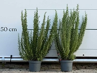 2x rozemarijn xl - rosmarinus officinalis - hoogte ca. 70 cm