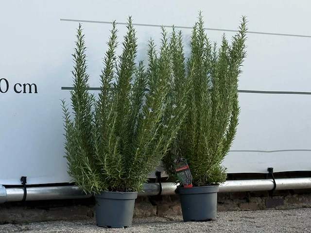 2x rozemarijn xl - rosmarinus officinalis - hoogte ca. 70 cm - afbeelding 2 van  2