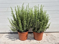 2x rozemarijnstruik - rosmarinus officinalis - hoogte ca. 40 cm - afbeelding 1 van  2