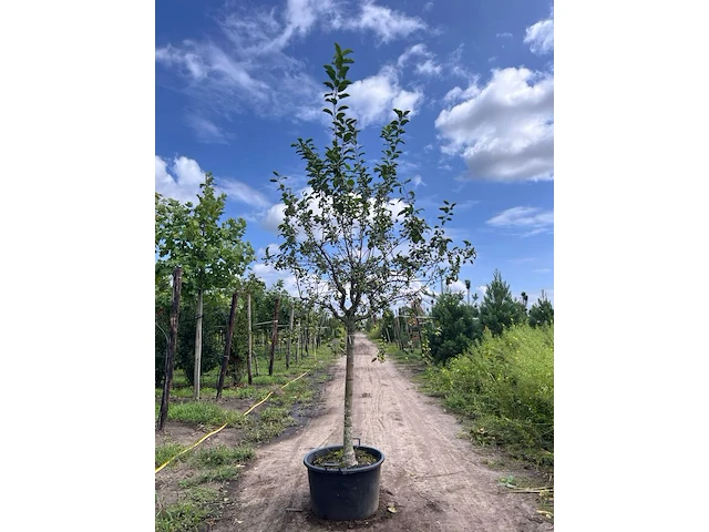 2x sierappel, malus 'red sentinel', bloesemboom, rode sierappeltjes, ca. 2 m hoog - afbeelding 1 van  3