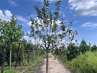 2x sierappel, malus 'red sentinel', bloesemboom, rode sierappeltjes, ca. 2 m hoog
