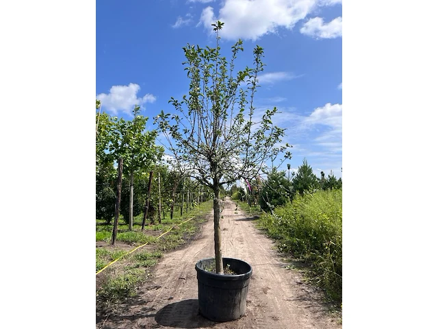 2x sierappel, malus 'red sentinel', bloesemboom, rode sierappeltjes, ca. 2 m hoog - afbeelding 2 van  3