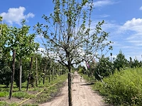 2x sierappel, malus 'red sentinel', bloesemboom, rode sierappeltjes, ca. 2 m hoog - afbeelding 2 van  3